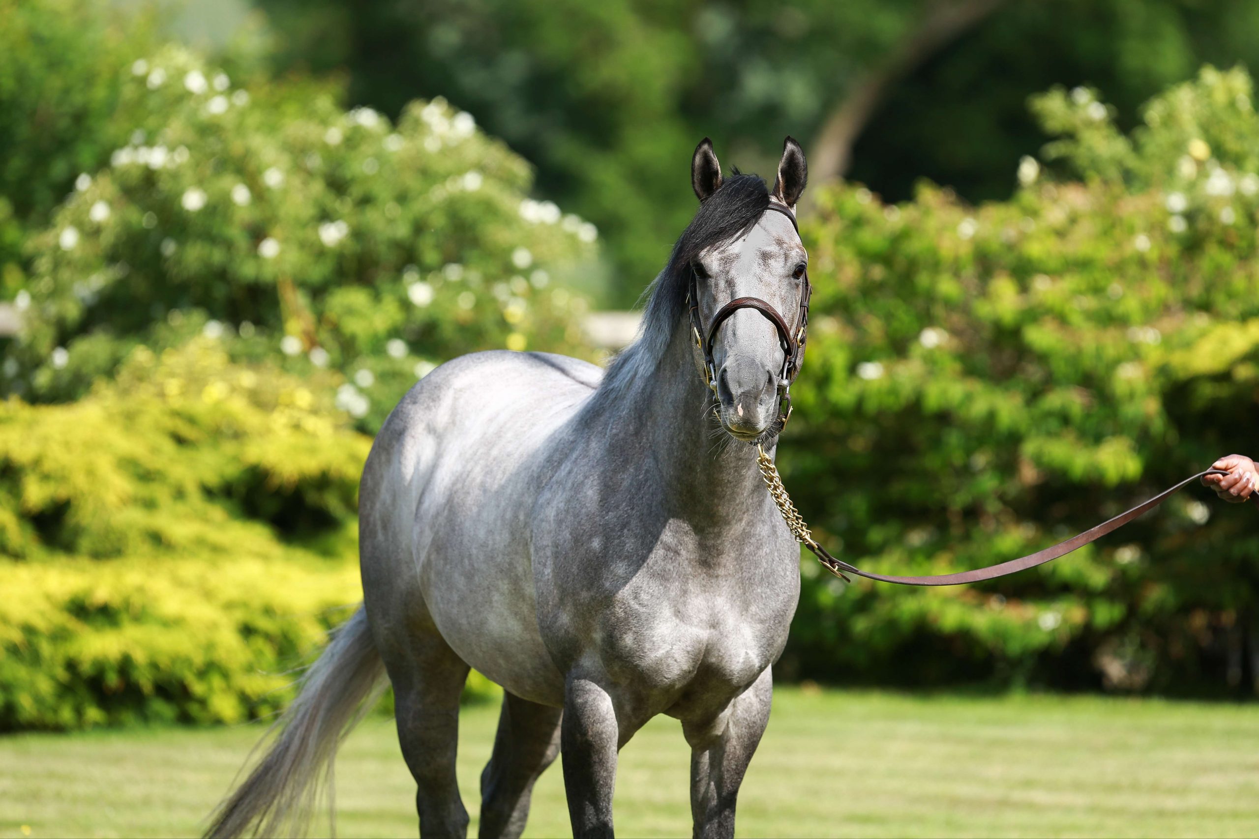 Jasour Provides Havana Grey with Milestone Gr.2 July Stakes Success feature image