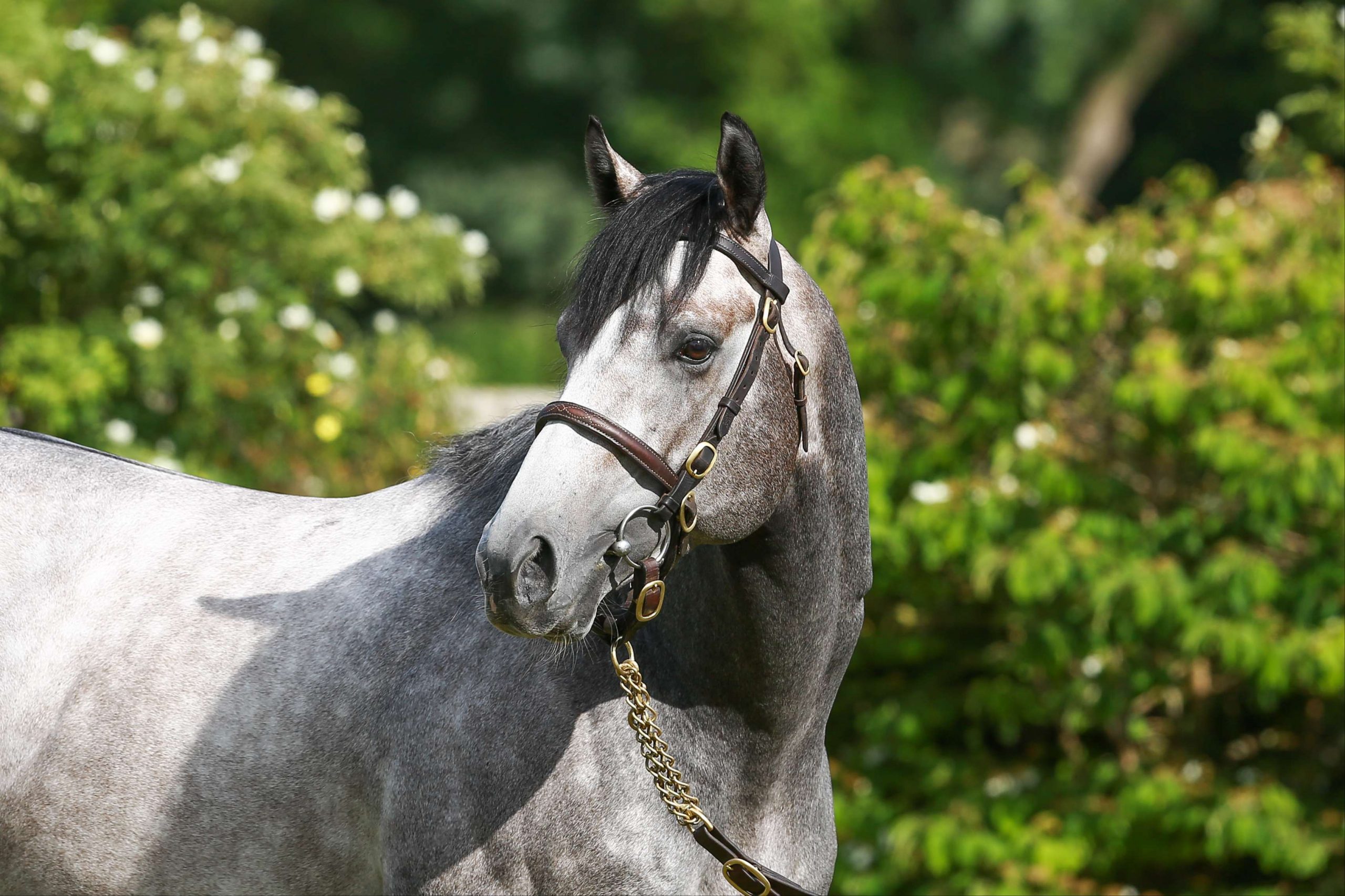Whitsbury Manor Stud 2024 Stallion Fees Announced feature image